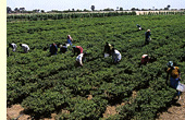 agriculture image
