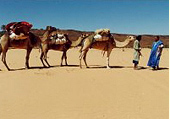 モーリタニアの砂漠とラクダ